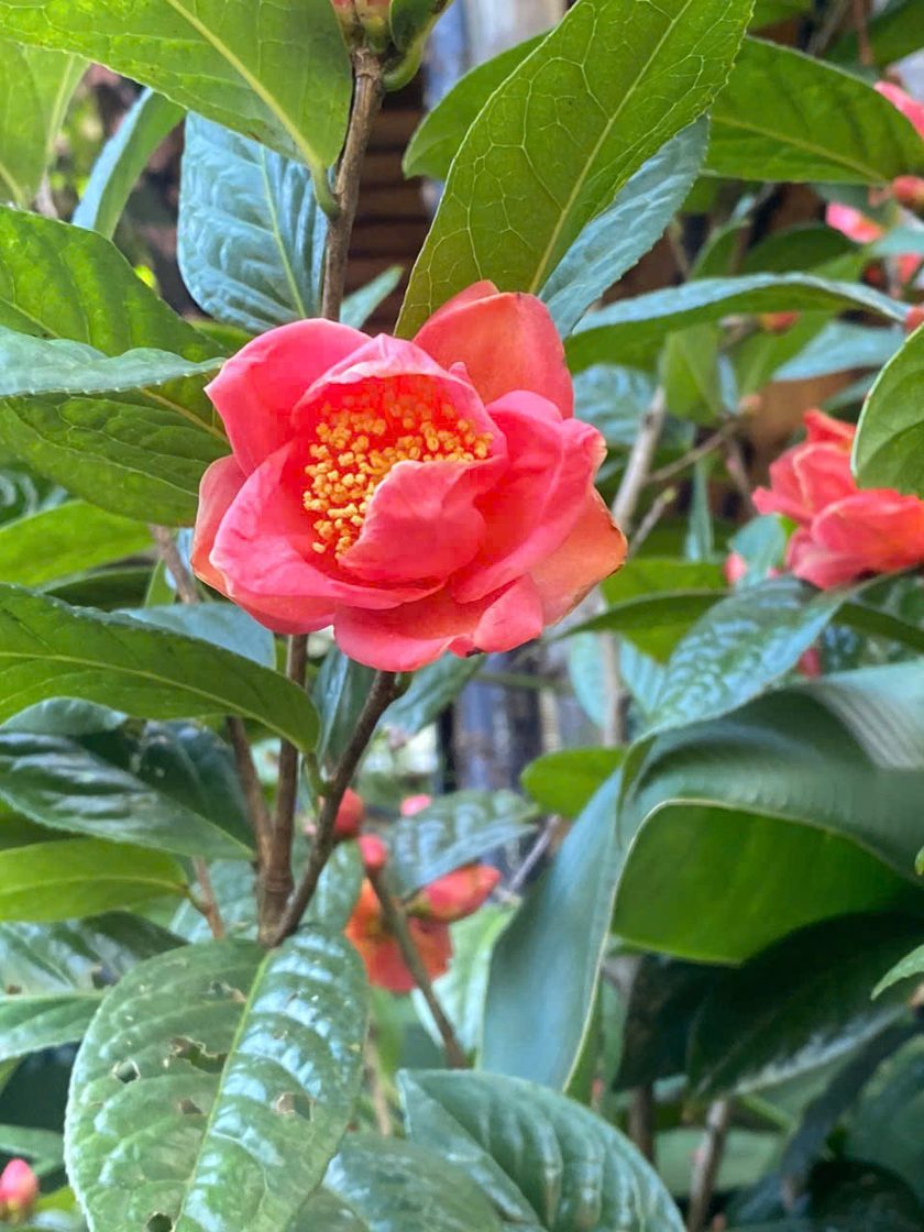 Hoa Trà Đỏ Camellia Yokdonensis — ảnh thật